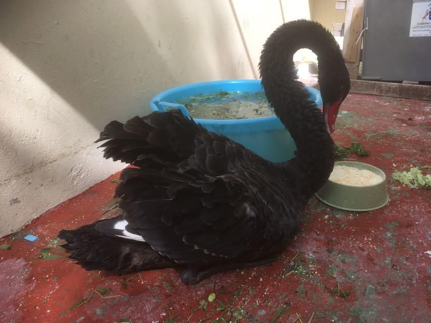 El cisne de Melenara, en el Centro del Cabildo