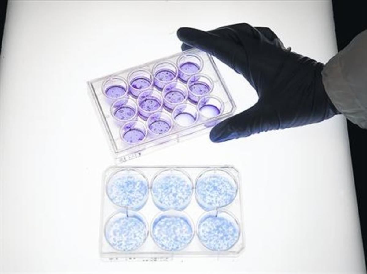 Plaques de Petri amb cèl·lules analitzades al Centre de Regulació Genòmica (CRG) de Barcelona.