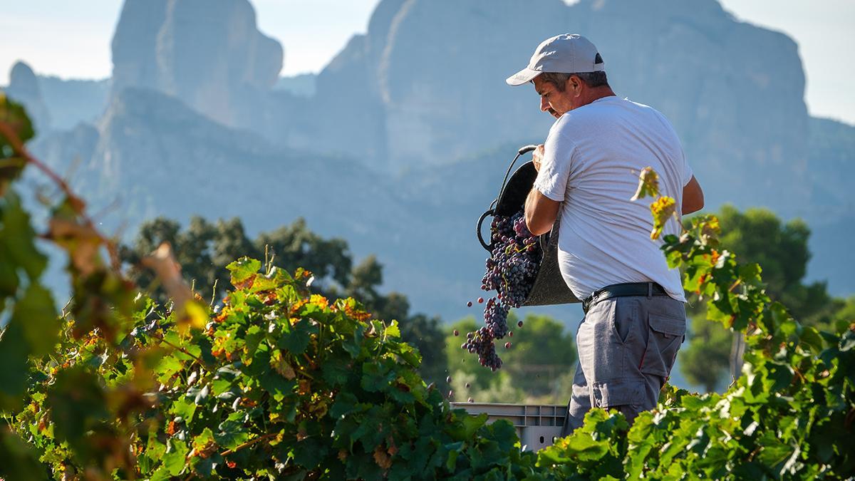 Vendimia en los viñedos del interior de Cataluña, donde paisaje y cultura del vino forman parte del Grand Tour de Catalunya.