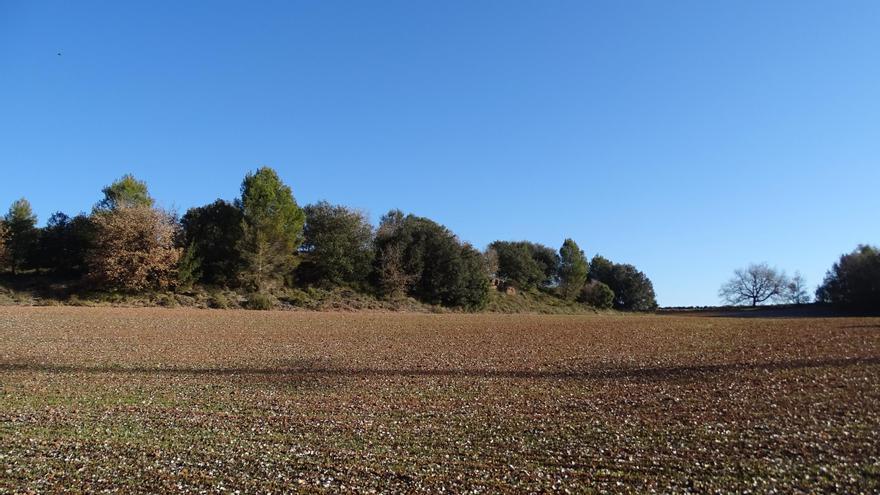 Entitats ecologistes consensuen un manifest a favor de la preservació del mosaic agroforestal del Pla de Bages