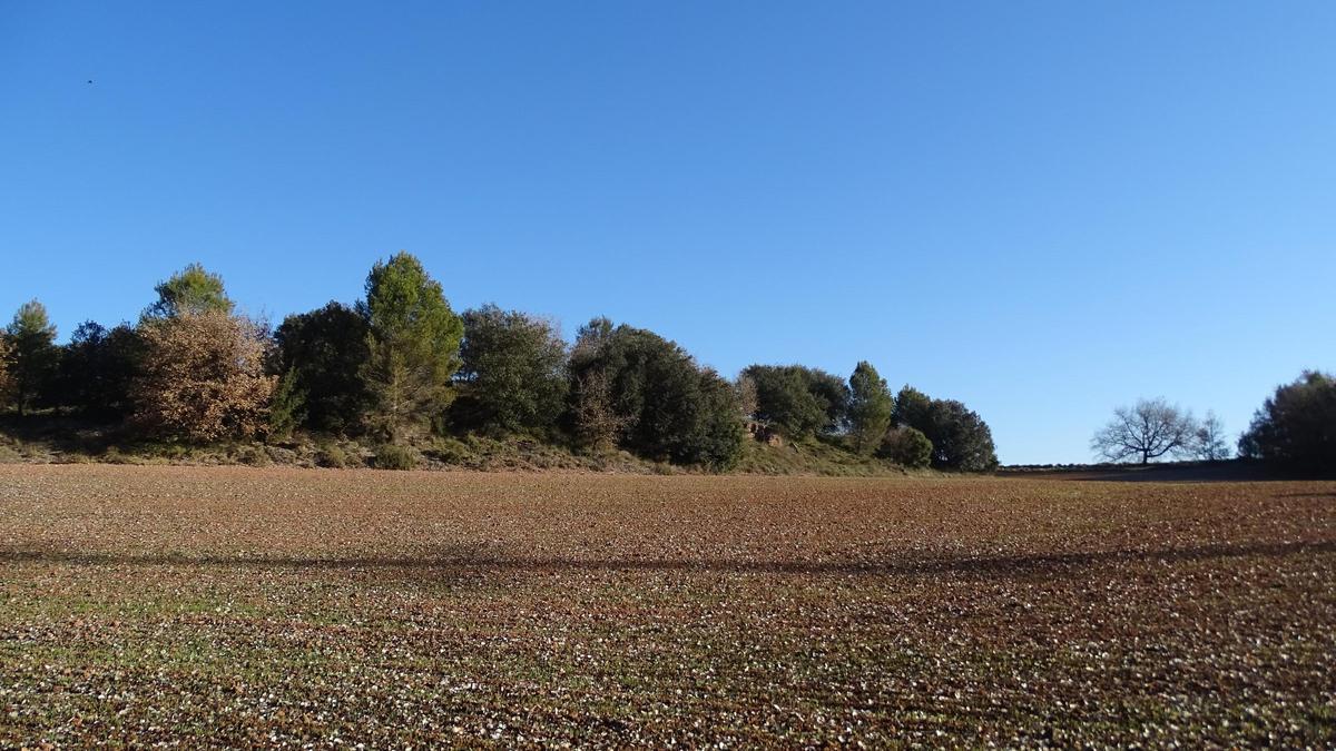 Zona de Camp del Lledoner i el seu bosc illa, que es vol requalificar com a sòl urbanitzable