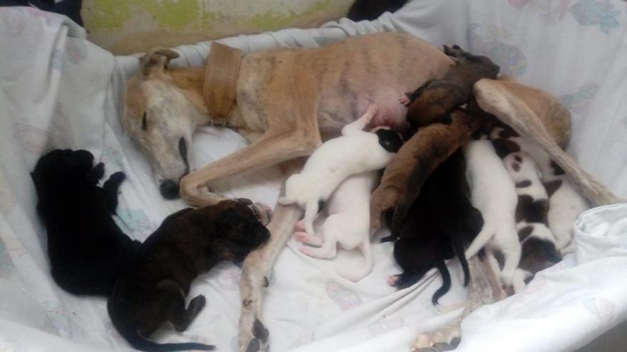 Las cifras de abandono de galgos en Córdoba son alarmantes, según Galgos del Sur