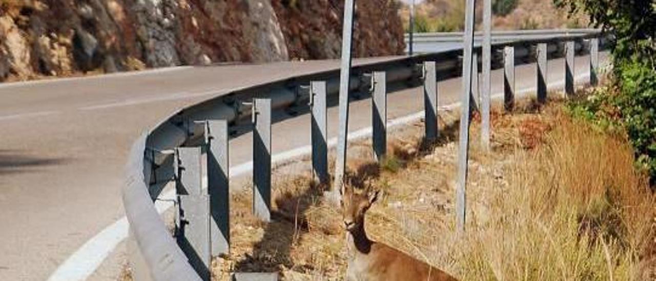 Sumacàrcer pide poder cazar más cabras para evitar los daños que causan al campo