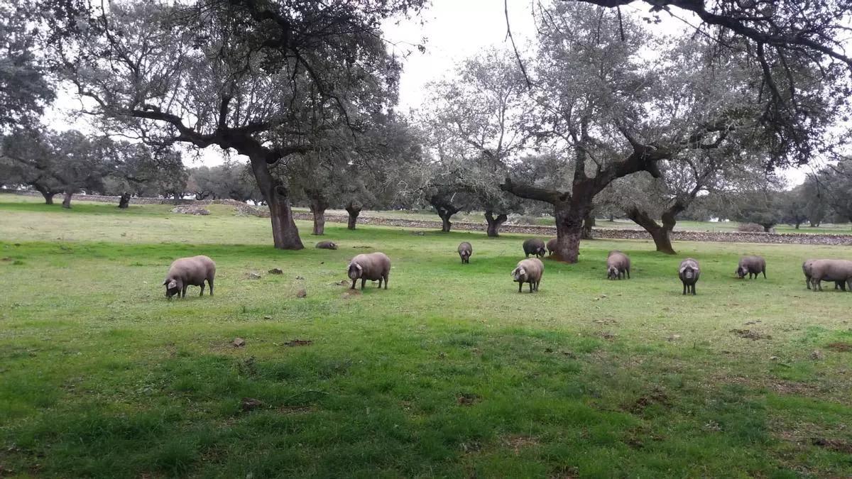 Cerdos ibéricos en una dehesa extremeña.