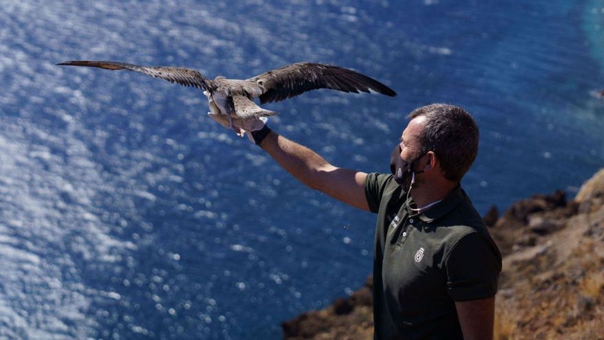 Tenerife invests 3.4 million euros in a network for bird watching