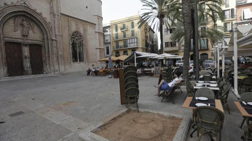 Cort tala una palmera de la Llotja afectada por el picudo rojo