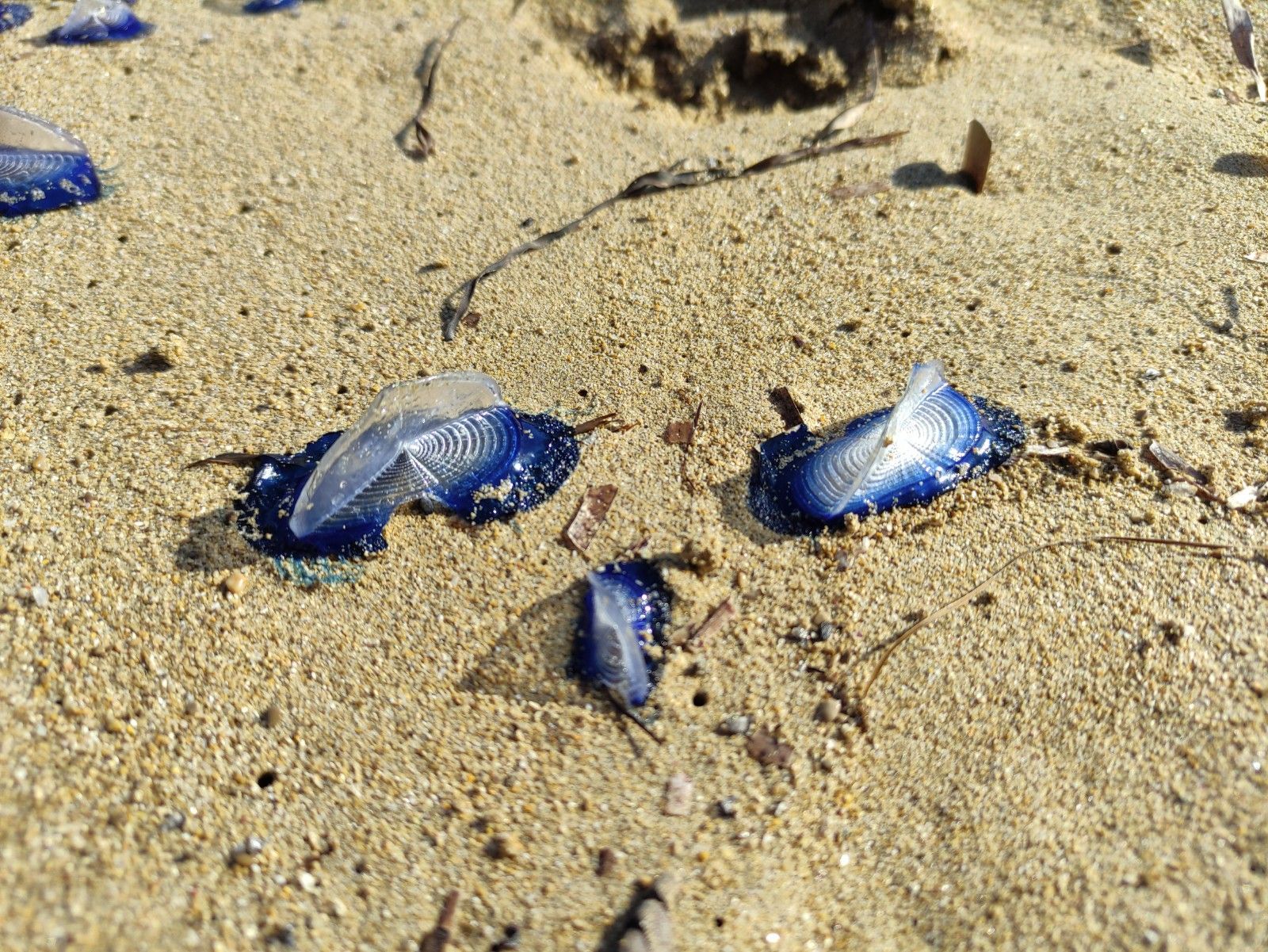 Aparecen cientos de miles de medusas en una playa de Ibiza