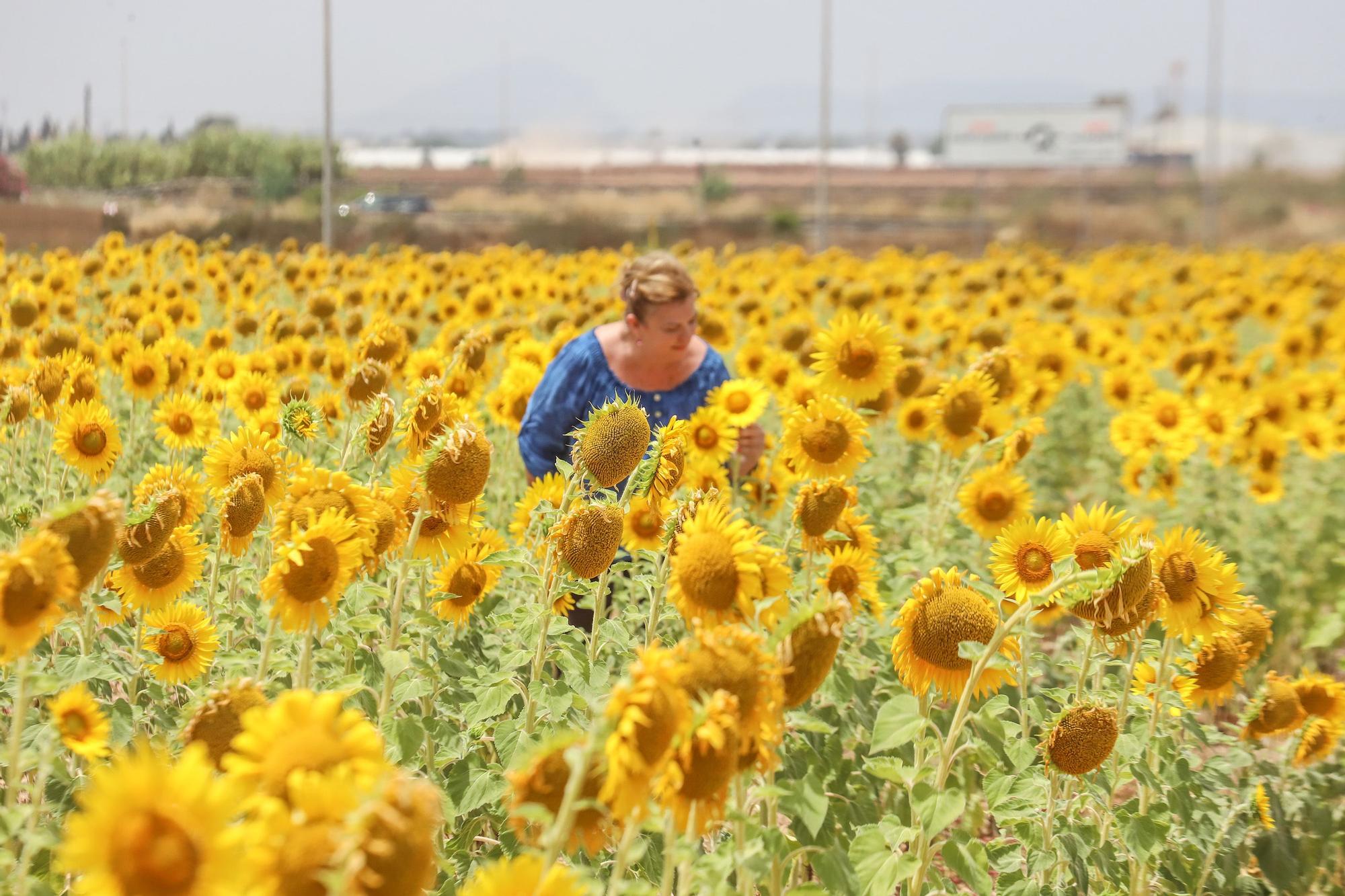 Los espectaculares campos de girasol plantados en Pilar de la Horadada