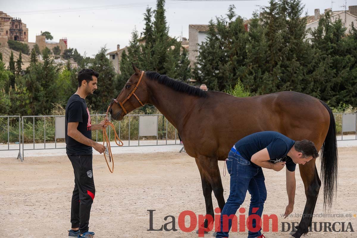 Control veterinario de los Caballos del Vino en Caravaca