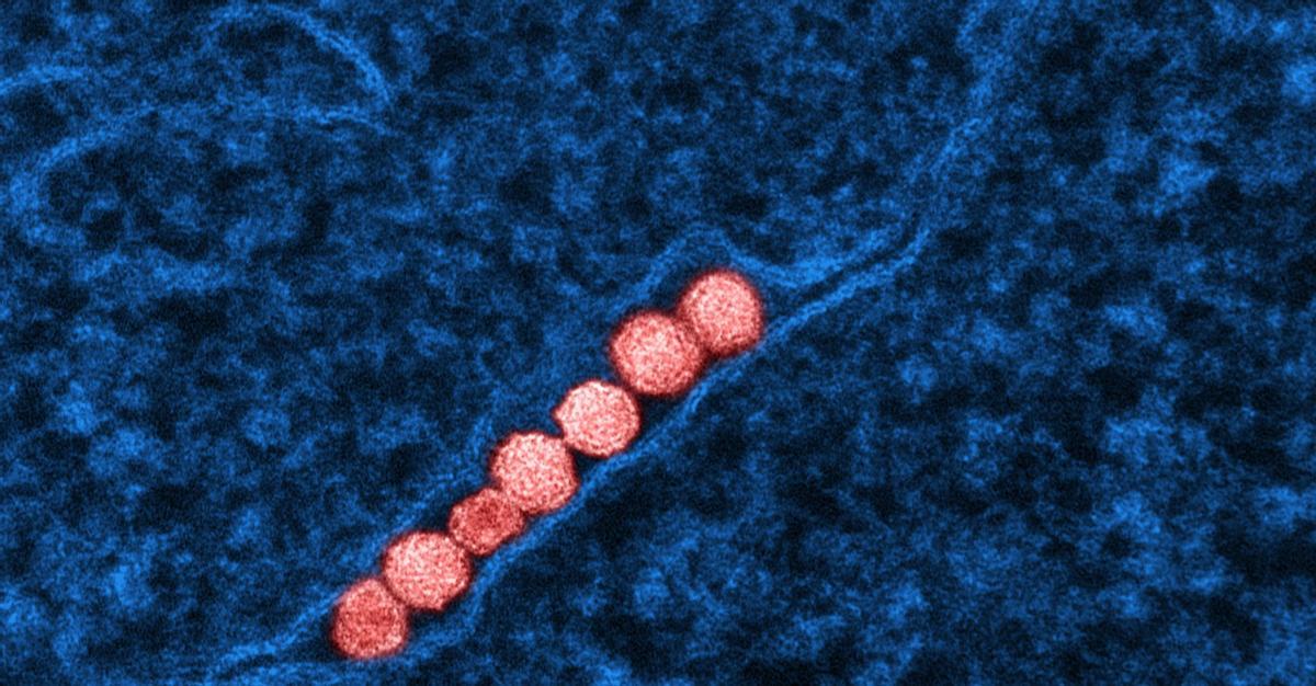 Micrografía electrónica de transmisión de partículas del virus del Nilo Occidental (rojo) que se replican dentro del citoplasma de una célula