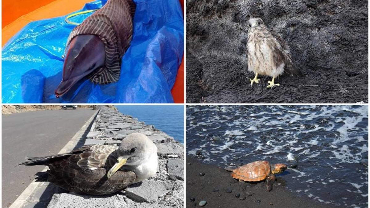 Animales atendidos en el Centro de Recuperación de La Palma