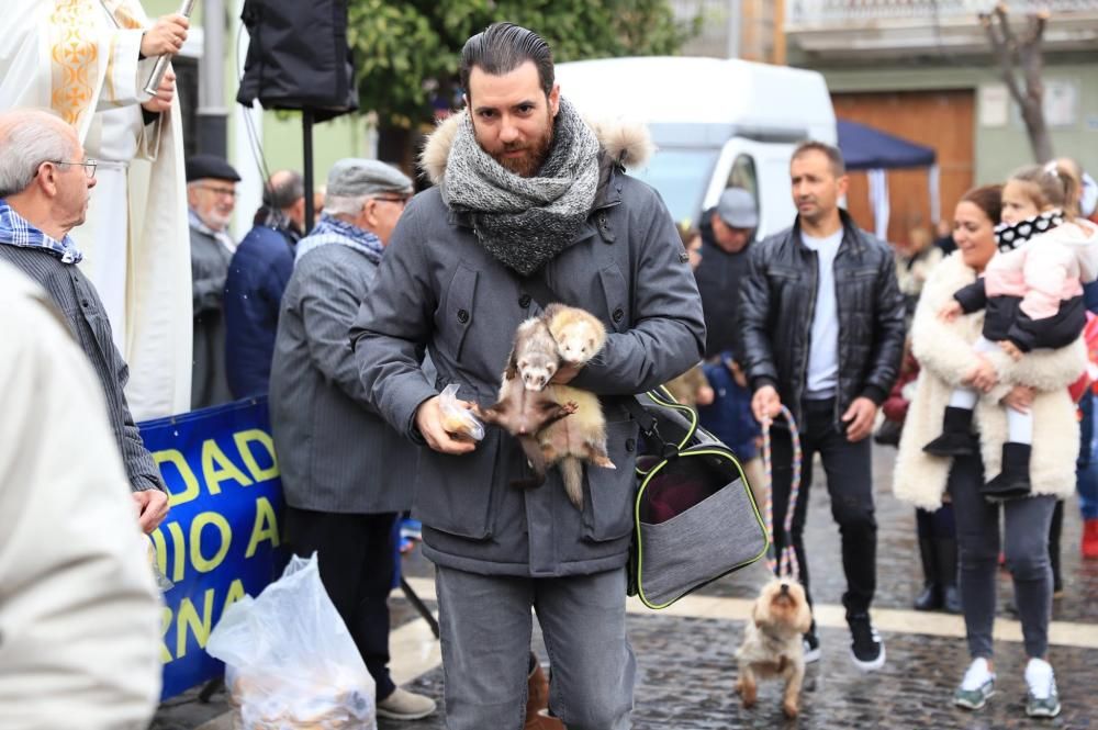 Bendición de animales en Paterna.