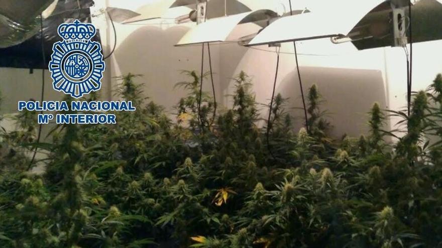La Policía desmantela una plantación de marihuana en las Moreras y otra en Alcolea