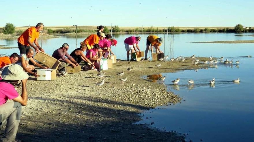 Suelta de nuevo a las lagunas de Villafáfila de los ejemplares marcados por voluntarios y el Grupo Ibérico de Anillamiento.