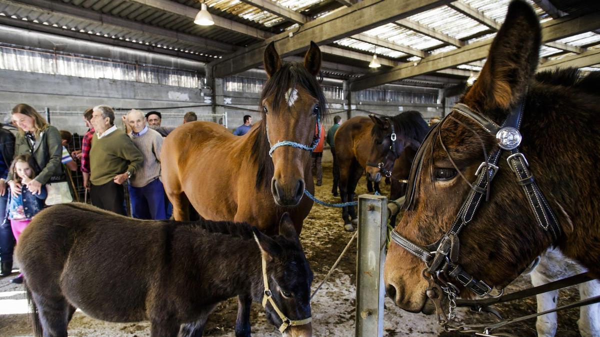 Ganado equino en una pasada edición de la Feria de San Simón.