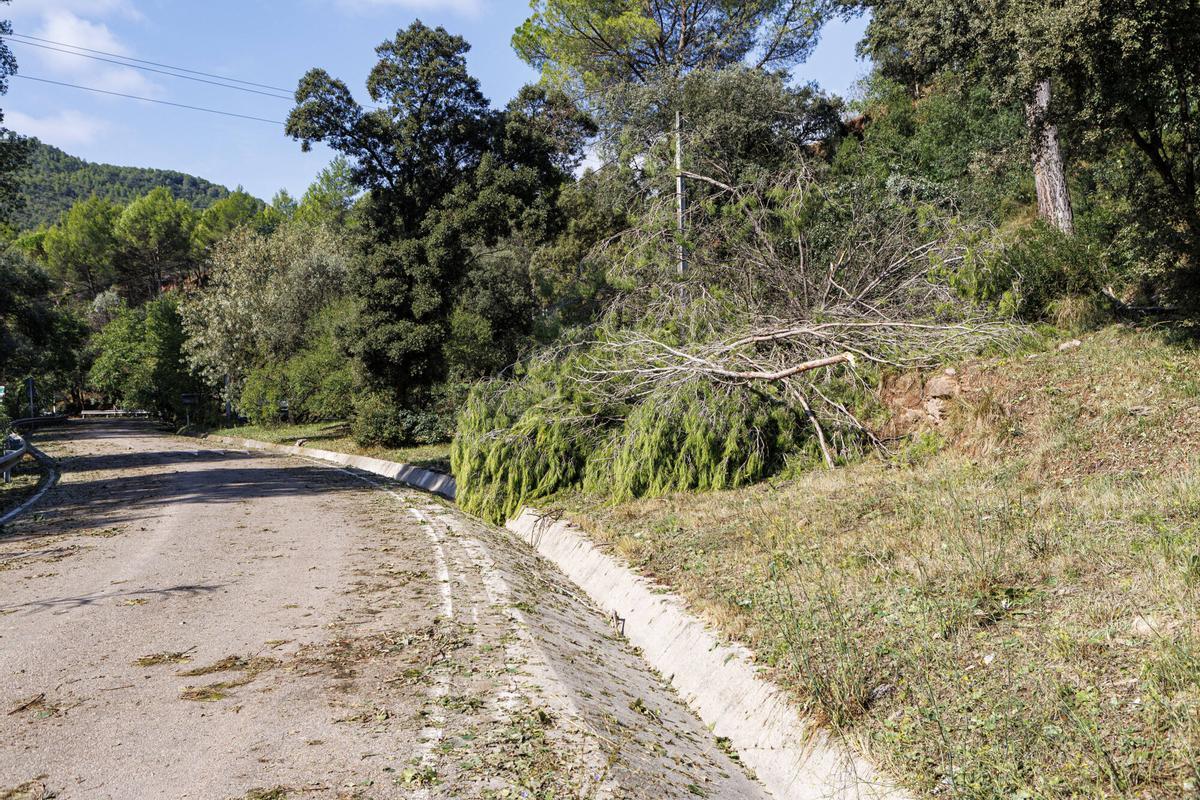 La pedra provoca afectacions en les vinyes al celler Collbaix