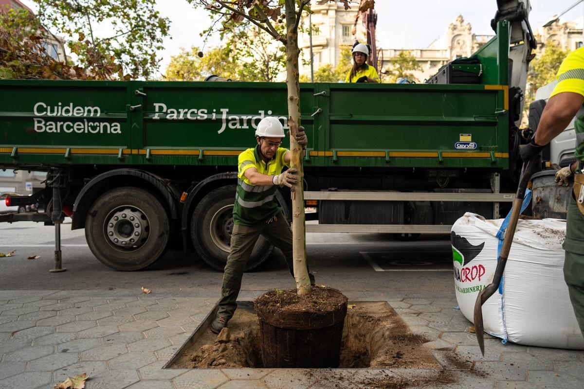 Un empleado de Parques y Jardines planta un plátano en el paseo de Gràcia, en una imagen de archivo..