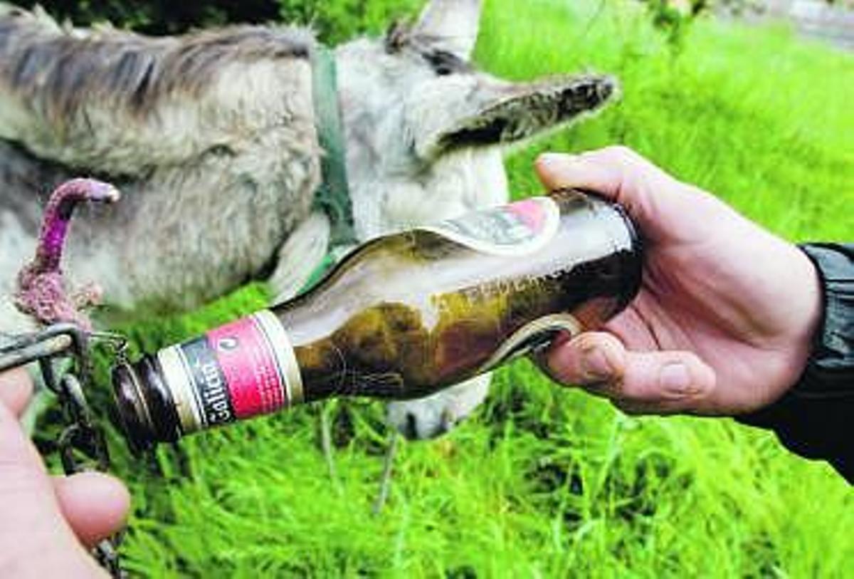 A Santiago con el burro «Federico»