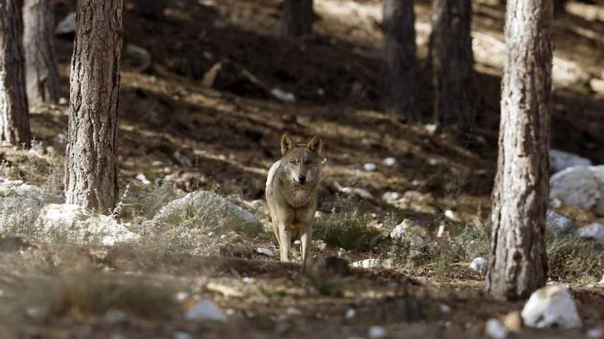 Ejemplar de lobo ibérico en semilibertad en el Centro del Lobo Ibérico, en Robledo (Zamora).