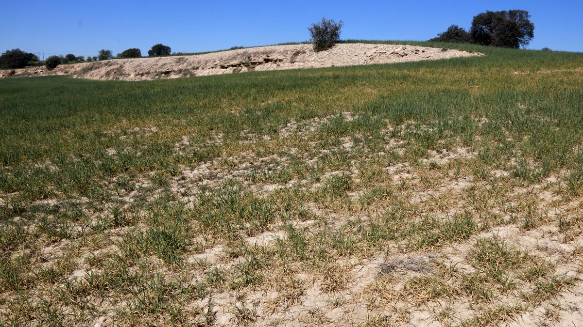 Una finca d'ordi de Cervera on es veuen zones sense plantes o amb les plantes seques degut a la manca d'aigua