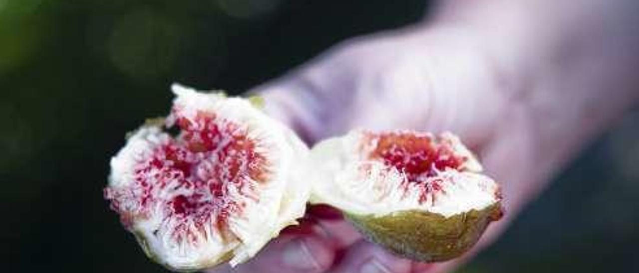 Rozaes prevé una cosecha abundante y muy adelantada de figos para su cuarta feria