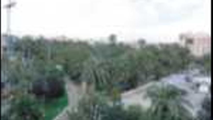 La asociación

 de vecinos creará una explotación agrícola en el huerto de palmeras de Altabix