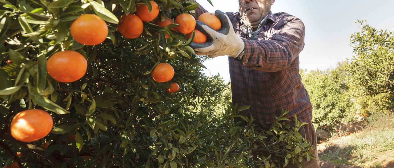 Agricultor en la recolecta de naranjas