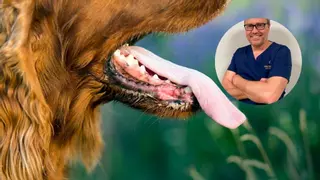 Javier Collados, dentista veterinario, señala lo que debes revisar en tu mascota: «Viven con ellos, pero parece que la boca no existe»