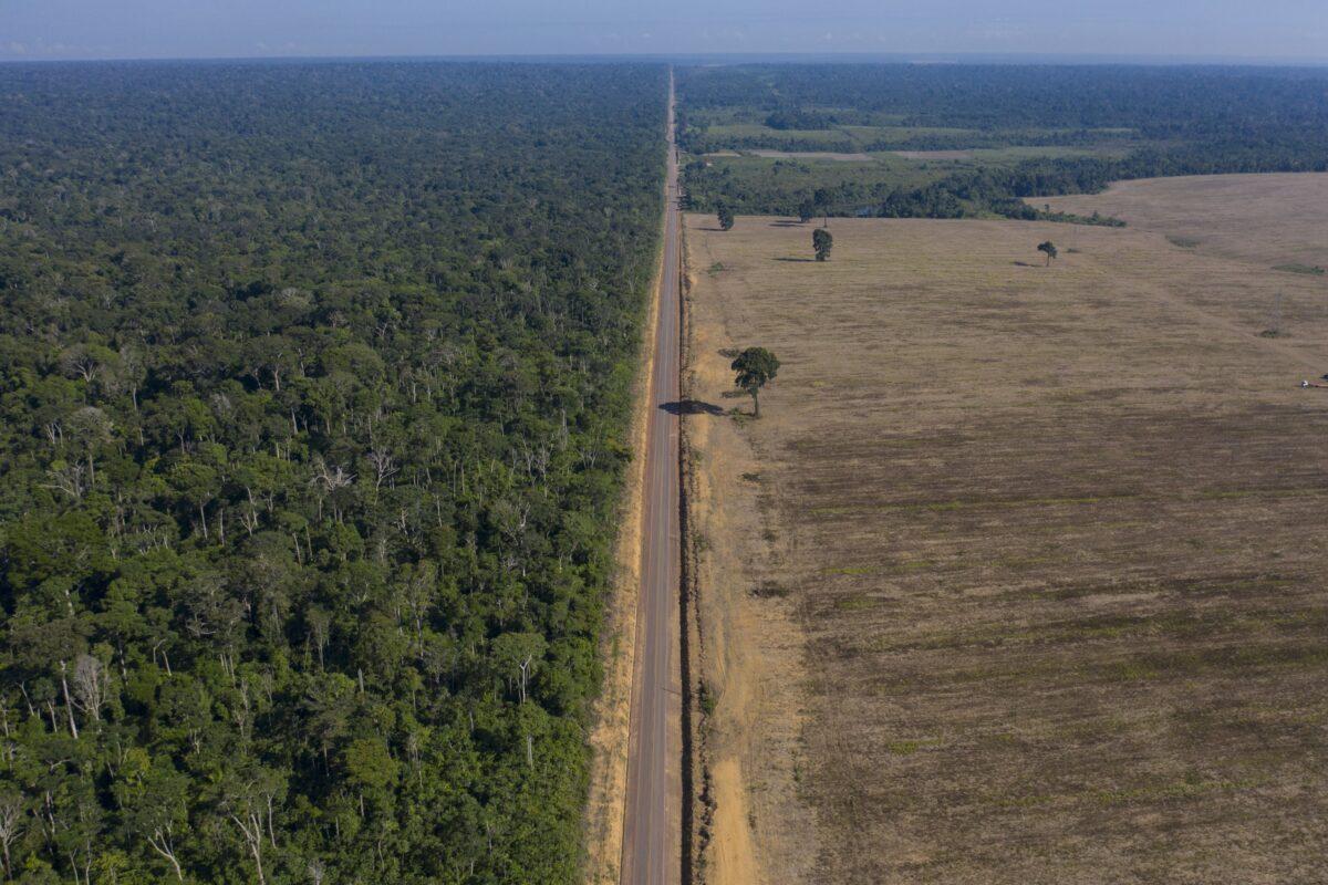 El planeta, en jaque: los bosques tropicales absorben cada vez menos CO2