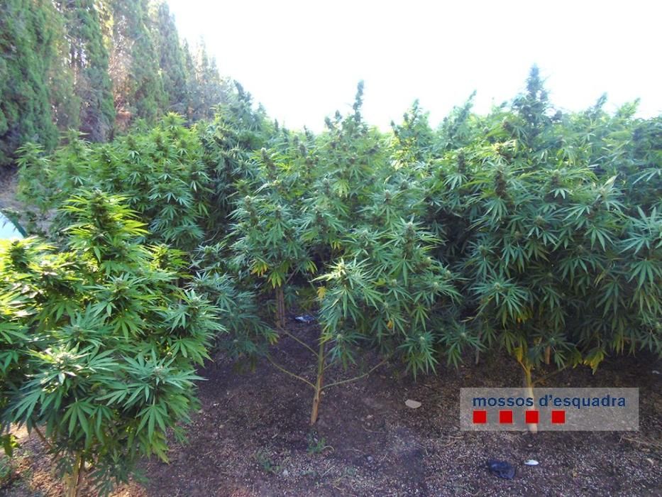 Localitzen dues plantacions de marihuana a Figueres