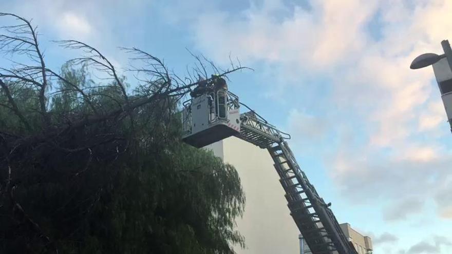 Los bomberos cortan la rama de un árbol en Elda a causa del viento