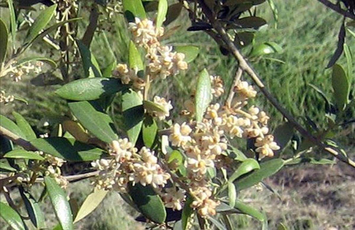 Una olivera en flor. La floració s’endarrerirà aquest any. Una olivera en flor. La floració s’endarrerirà aquest any.