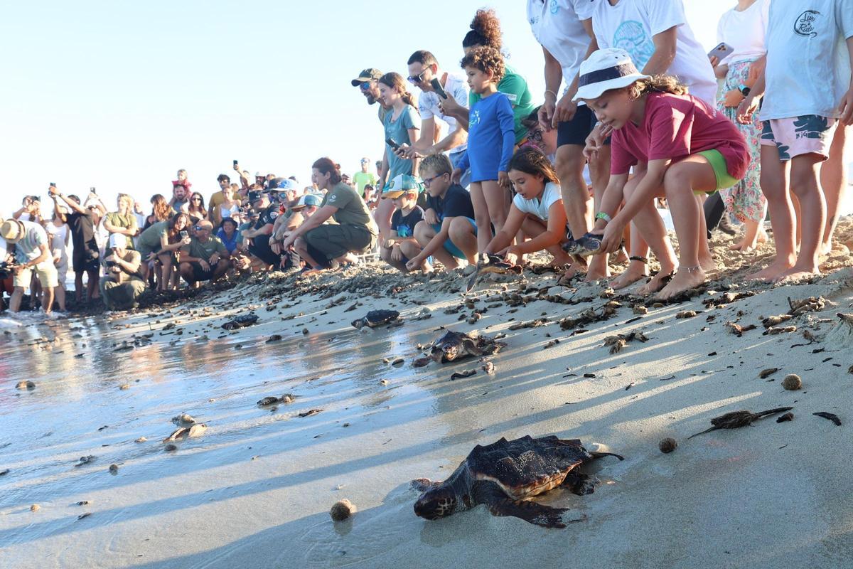 Las tortugas de Ibiza vuelven al mar tras un año Las tortugas de Ibiza vuelven al mar tras un año