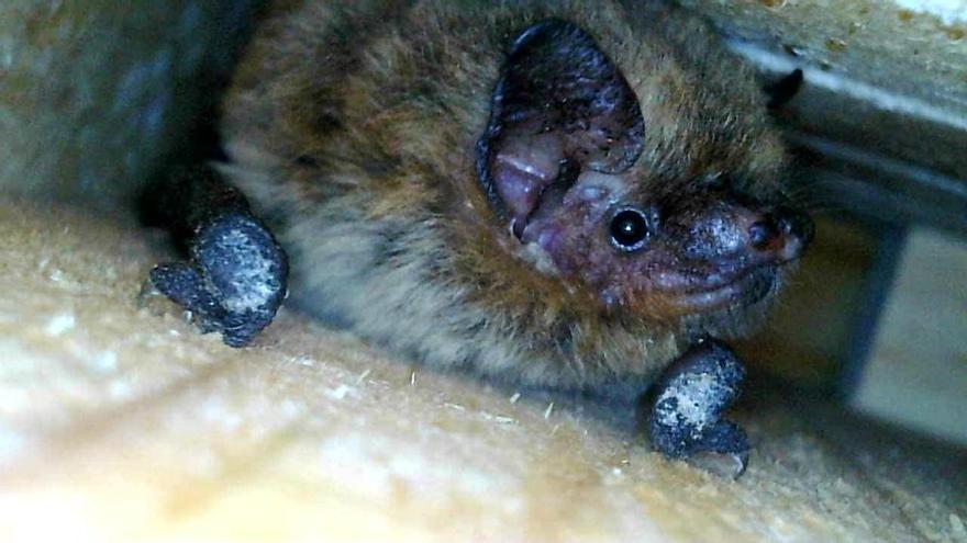 Instalan refugios para murciélagos en la ribera del Segura