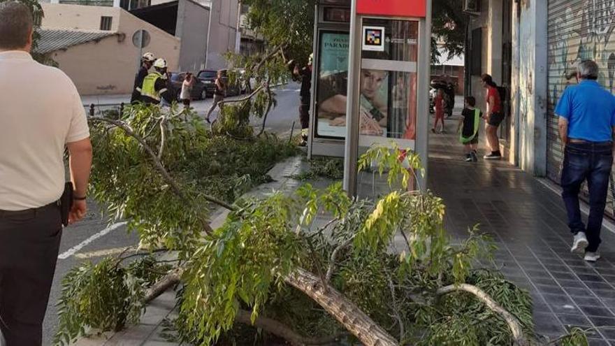 Otro árbol cayó en la calle José Andreu Alabarta, sobre la parada de la EMT