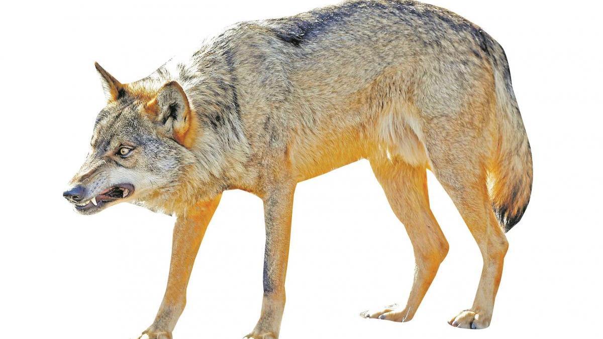 La vuelta del lobo, más cerca