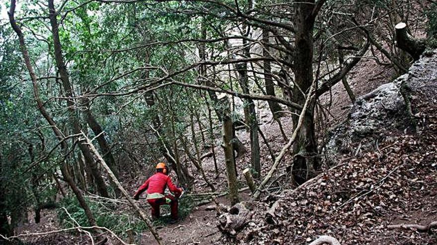 La canal dels Arínjols és un espai singular amb la població més abundant de teixos a Montserrat