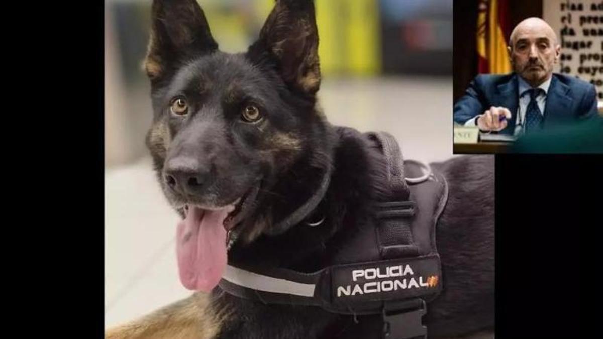 Cony, l'agent canina dels Mossos d'Esquadra