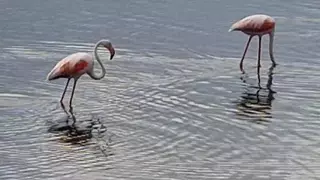¿De qué zona de la Región de Murcia son estos flamencos?
