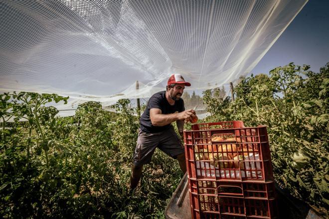 "Nos sentimos jardineros del bosque": 25 payeses sostienen el futuro de Collserola