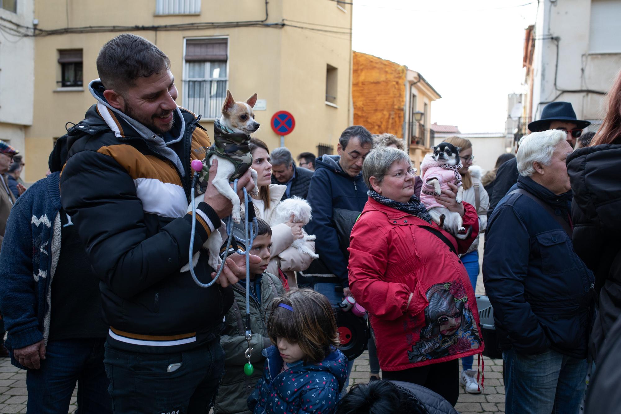 Los animales reciben la bendición por San Antón en Zamora