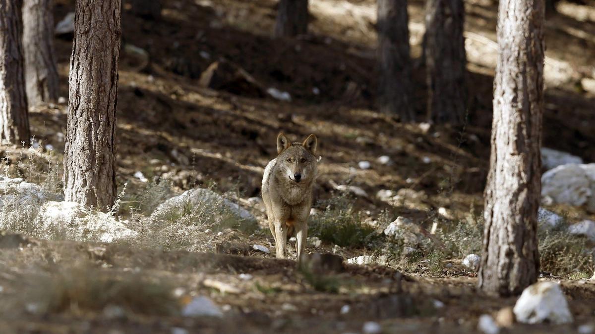 Un lobo en el parque de Sanabria.