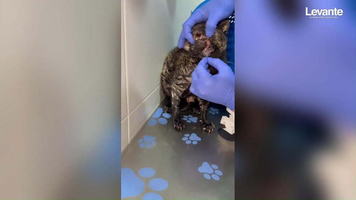 Así dejaron a una gata en estado crítico en Ontinyent