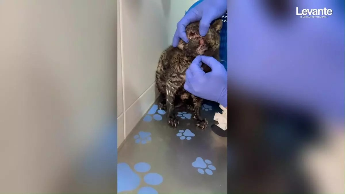 Abandonan a una gata atropellada y en estado crítico en una colonia felina de Ontinyent