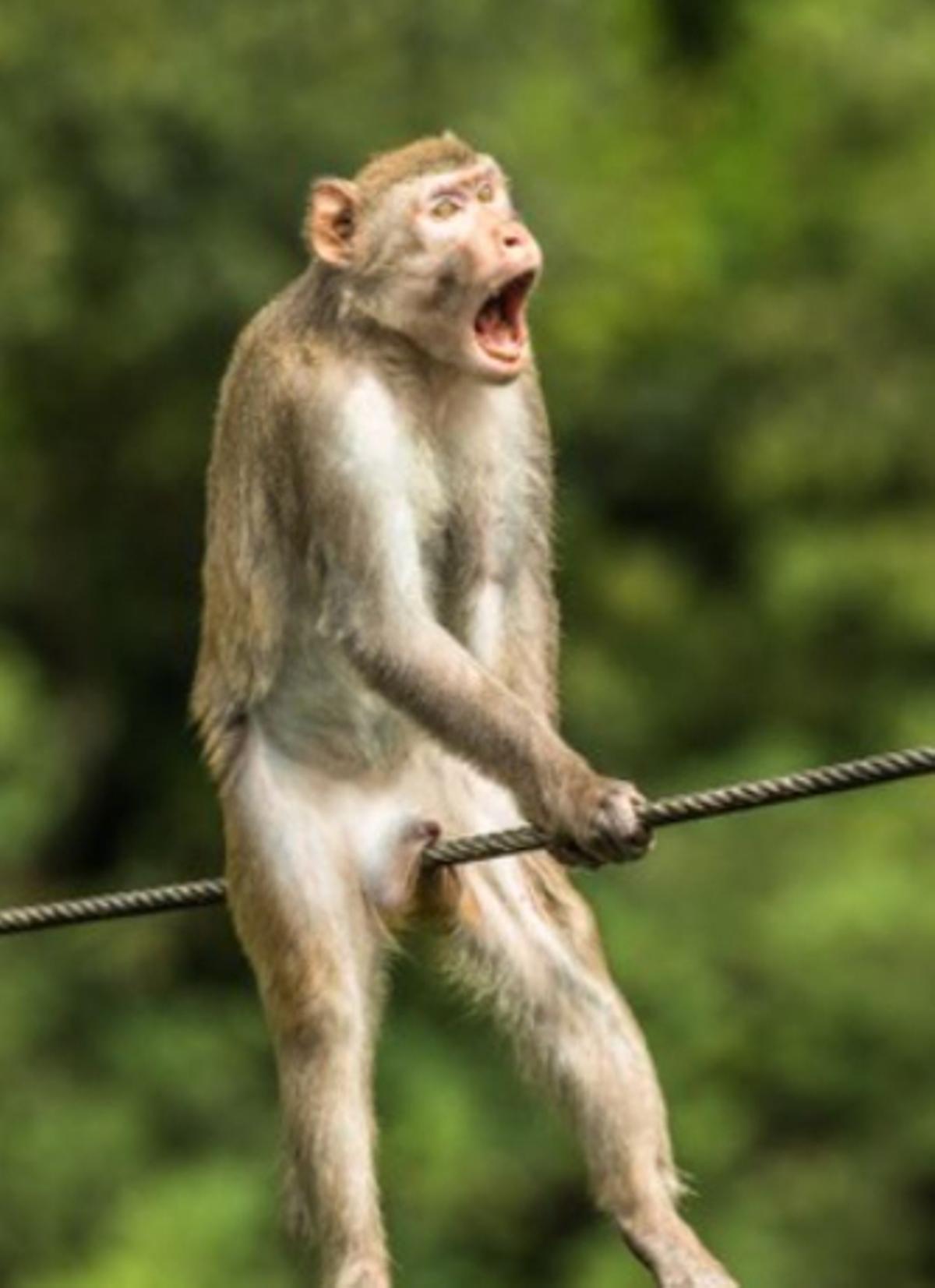 Las fotos de animales salvajes más divertidas del año