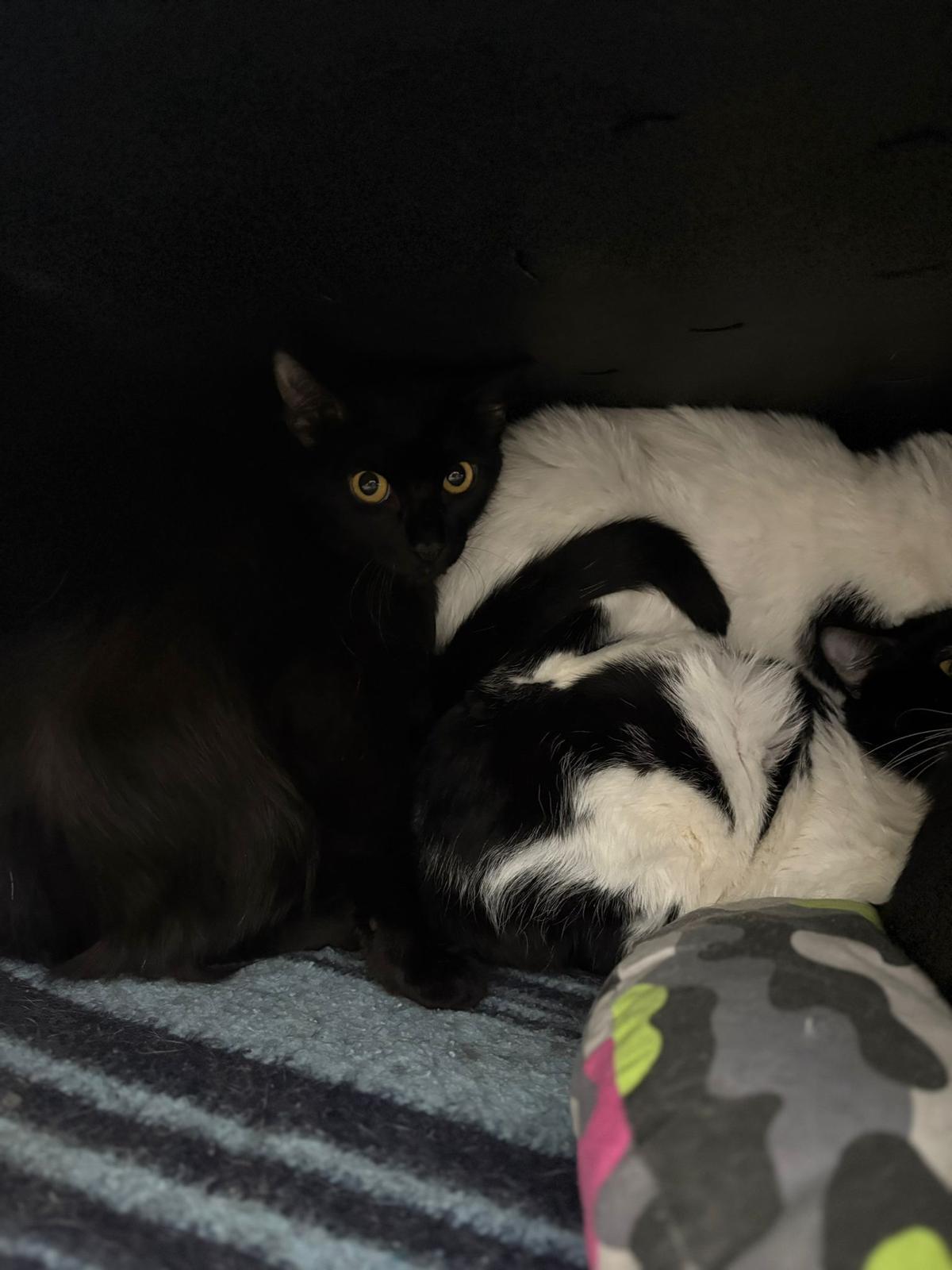 Algunos de los 23 gatos rescatados durante un desalojo en Vigo
