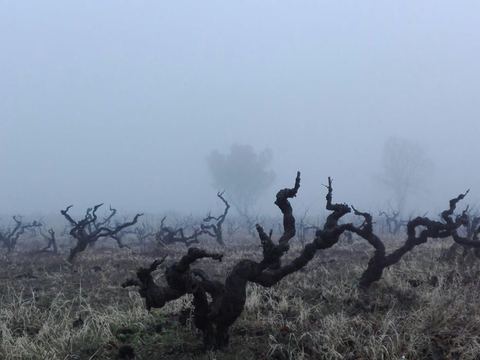 Dia gris. Entre la boira baixa i l’inici d’un matí gris, els ceps de les vinyes i els camps presentaven un aspecte expectant i misteriós.