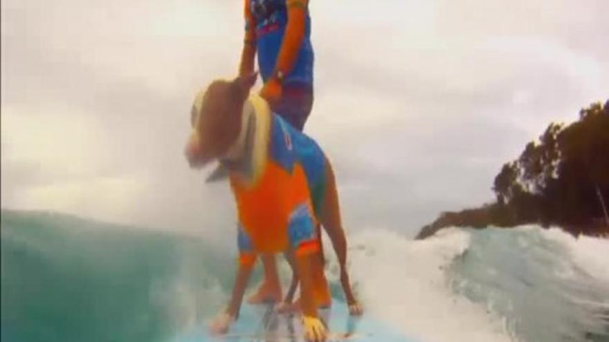 Los perros también surfean en el festival Noosa de Australia