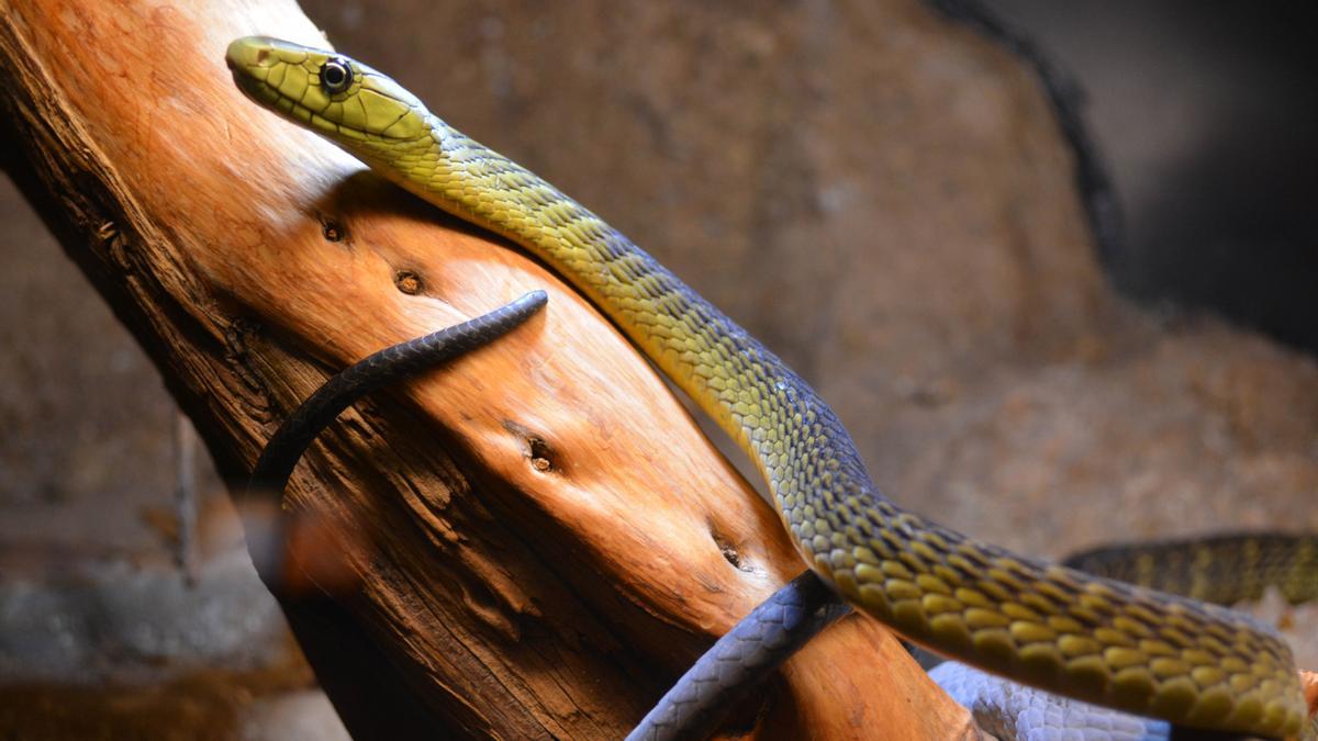 Una de las serpientes que ya están en Benidorm