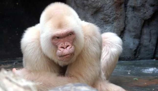 Los animales albinos más espectaculares